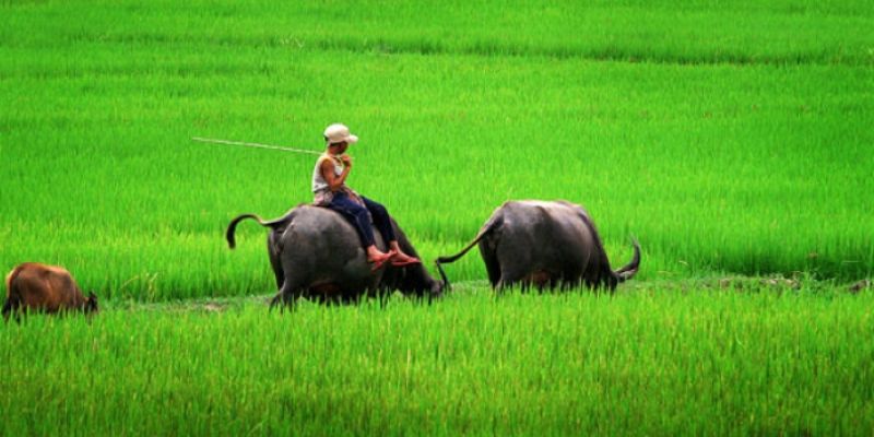 mơ thấy trâu đánh con gì